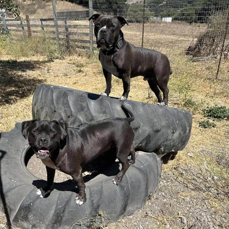 A senior large-sized male Black American Staffordshire Terrier dog named Atticus for adoption in Lompoc, CA