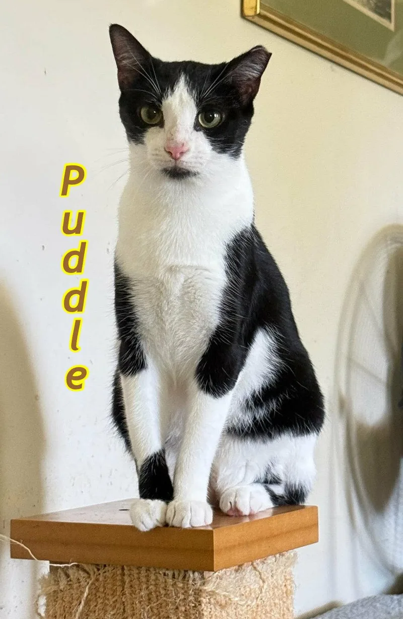 A young medium-sized female Black & White / Tuxedo Domestic Short Hair cat named Puddle And Puff for adoption in Gonic, NH