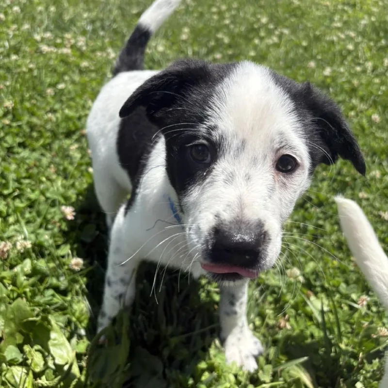 Linus