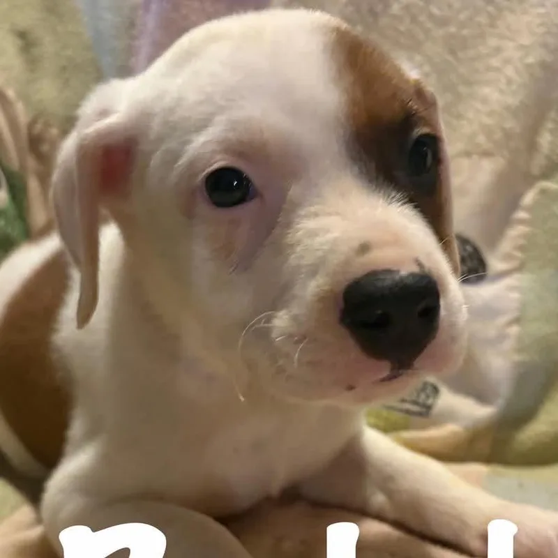 A baby medium-sized male White / Cream Mixed Breed dog named Ralph for adoption in Fredericksburg, VA
