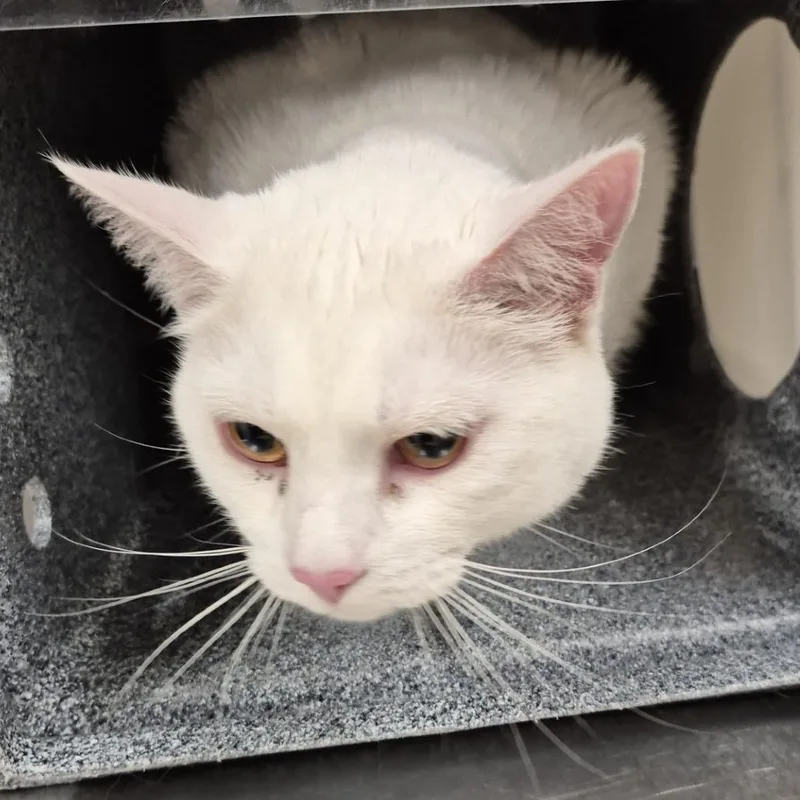 An adult large-sized male White Domestic Short Hair cat named Sonic for adoption in Reno, NV