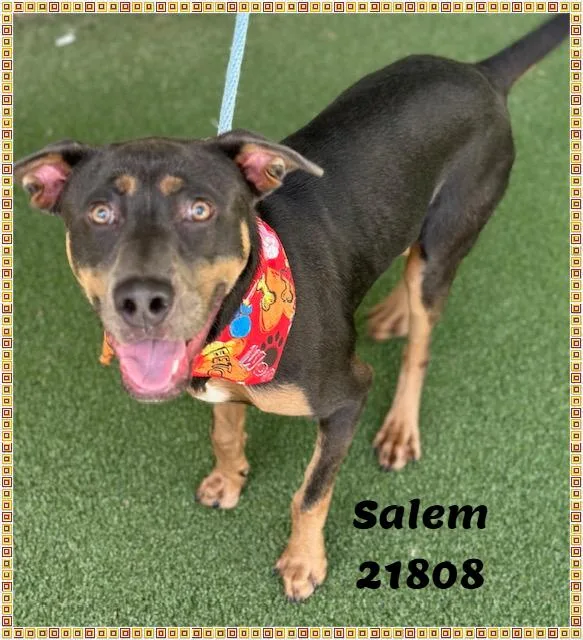 A young medium-sized male Tricolor (Brown, Black, & White) Hound dog named Salem for adoption in Marietta, GA