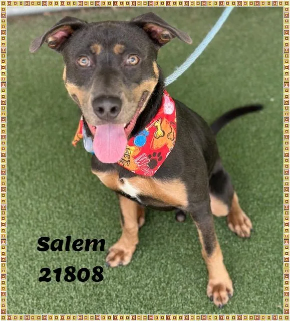 Salem thumbnail 2
