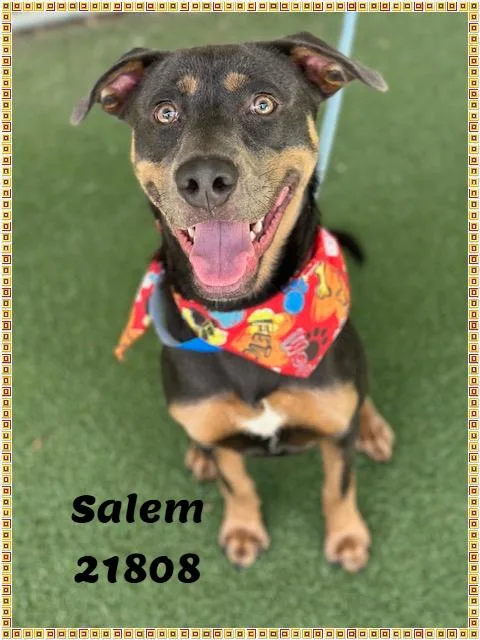 Salem thumbnail 3