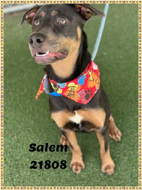 Salem thumbnail 4