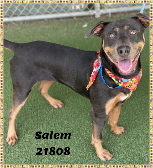Salem thumbnail 5