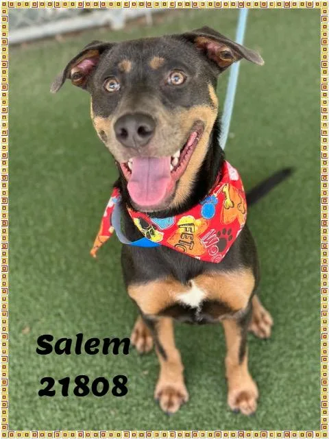 Salem thumbnail 6