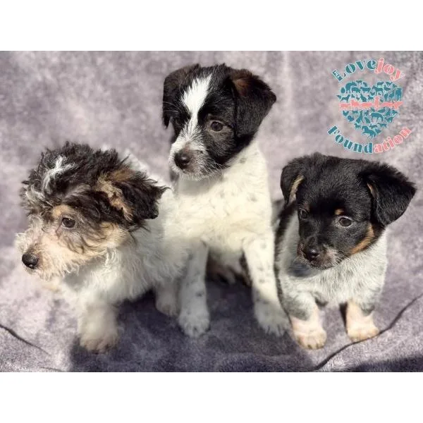 Cookie Dough Litter thumbnail 2