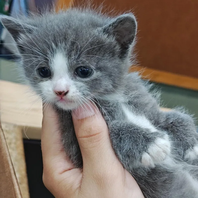A baby small-sized female Gray / Blue / Silver Domestic Long Hair cat named Stormi Stinky for adoption in Upland, CA