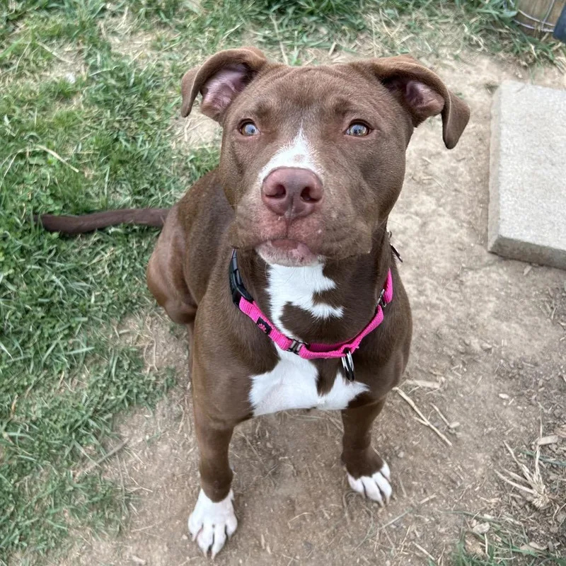 A young medium-sized female Brown / Chocolate Labrador Retriever dog named Mocha for adoption in Fairfax Station, VA