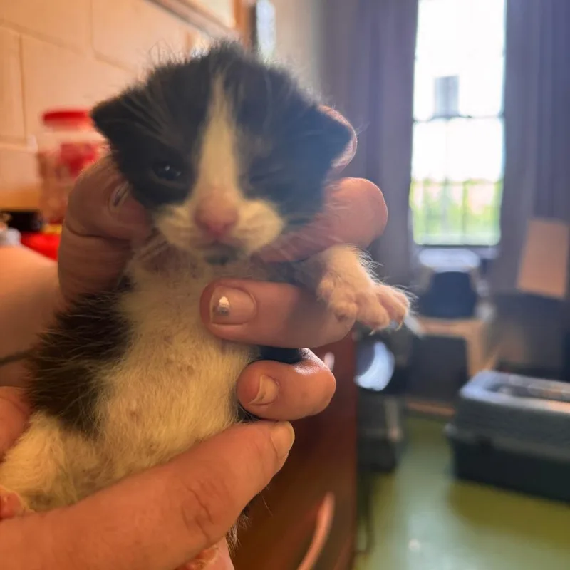 A baby small-sized female Black Domestic Short Hair cat named Margo for adoption in South Haven, MI