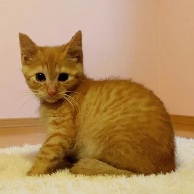 A baby small-sized male Orange / Red Domestic Short Hair cat named Louie for adoption in North Port, FL