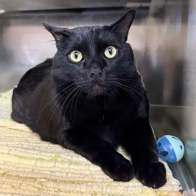 An adult extra large-sized male Black Domestic Short Hair cat named Q Tip for adoption in Palm Springs, CA