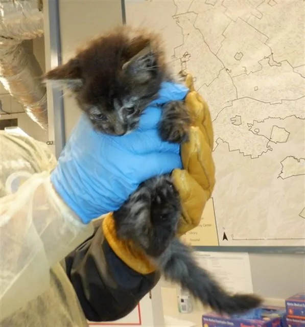A baby small-sized female Domestic Medium Hair cat named Juniper for adoption in San Jose, CA