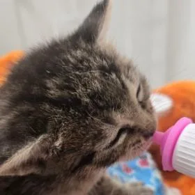 A baby small-sized female Domestic Short Hair cat named French Toast for adoption in Chattanooga, TN
