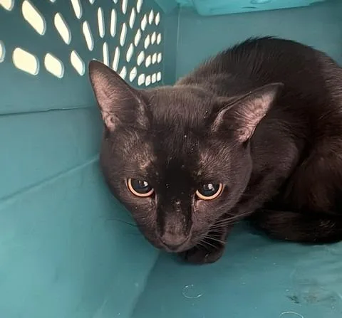 A baby medium-sized male Domestic Short Hair cat named Billy for adoption in Ogdensburg, NY