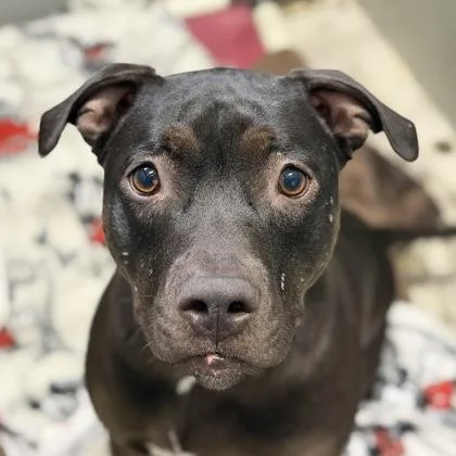 An adult large-sized female Black Pit Bull Terrier dog named Magic for adoption in Sacramento, CA