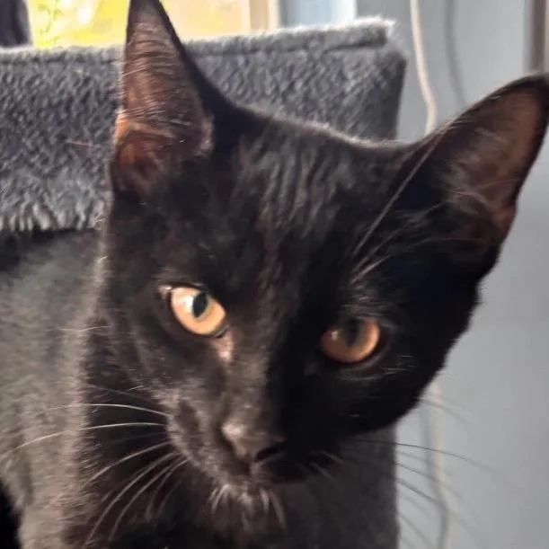 A baby small-sized male Black Domestic Short Hair cat named Billy Goat for adoption in Shawnee, KS