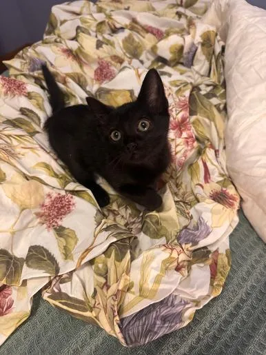 A baby medium-sized female Black Domestic Short Hair cat named Frida for adoption in Mokena, IL