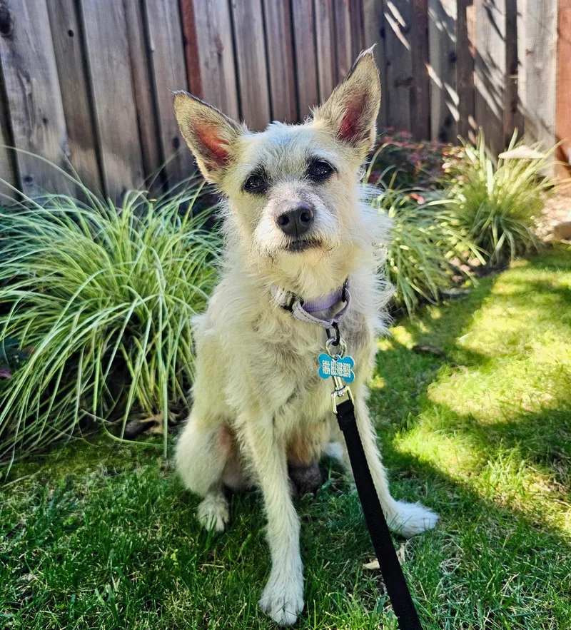 An adult small-sized female Norfolk Terrier dog named Clue for adoption in Palo Alto, CA