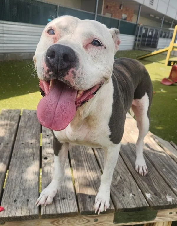 An adult large-sized female Mixed Breed dog named Princess for adoption in Austin, TX