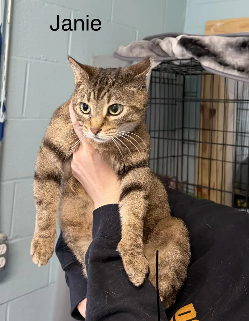 A young medium-sized female Domestic Short Hair cat named Janie for adoption in Warren, OH