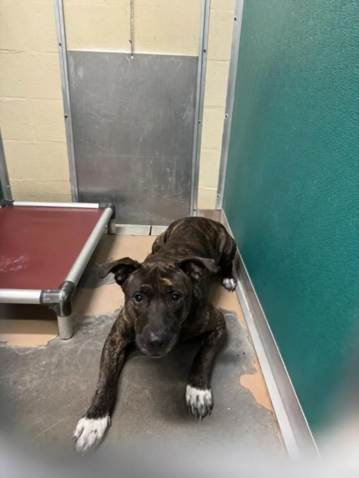 An adult medium-sized male Pit Bull Terrier dog named Pax for adoption in Texas City, TX