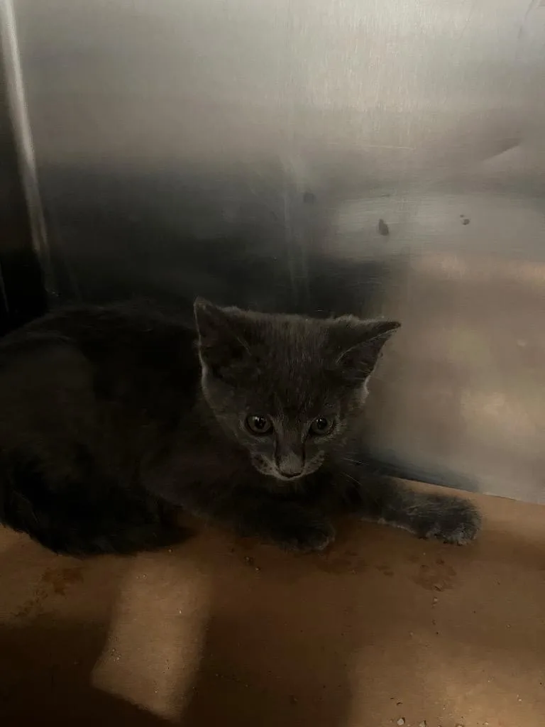 A baby large-sized male Domestic Short Hair cat named Slime for adoption in Cartersville , GA