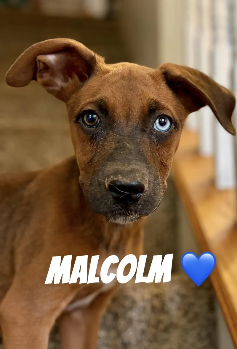 A baby large-sized male German Shepherd Dog dog named Malcolm for adoption in Felton, PA