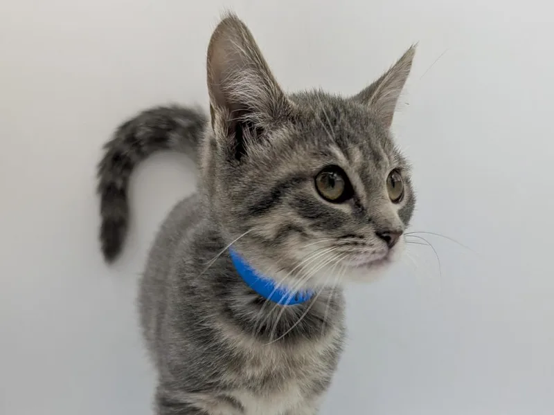 A baby small-sized male Domestic Short Hair cat named Theo for adoption in Powell, OH