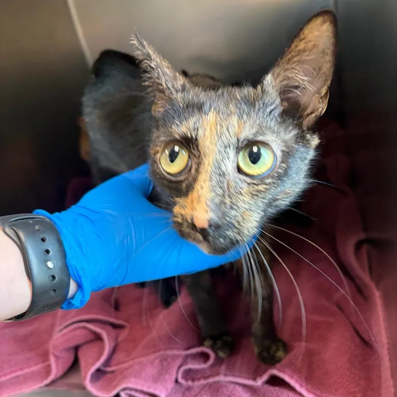 An adult medium-sized female Tortoiseshell Domestic Short Hair cat named Margo for adoption in Council Bluffs, IA