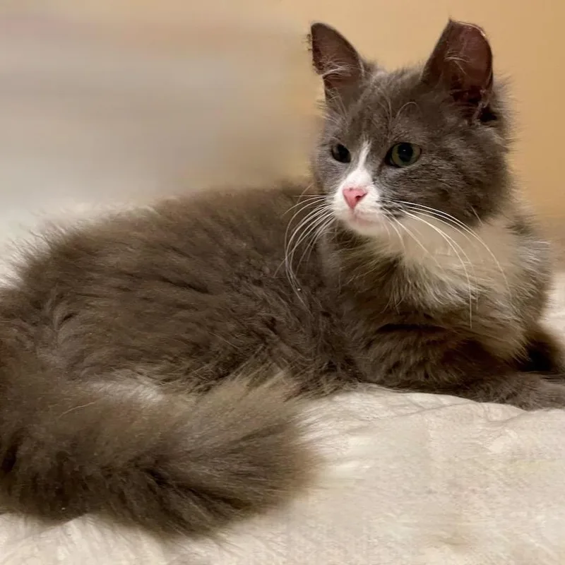 A young small-sized female Gray / Blue / Silver Domestic Medium Hair cat named Mia for adoption in Fairfax Station, VA
