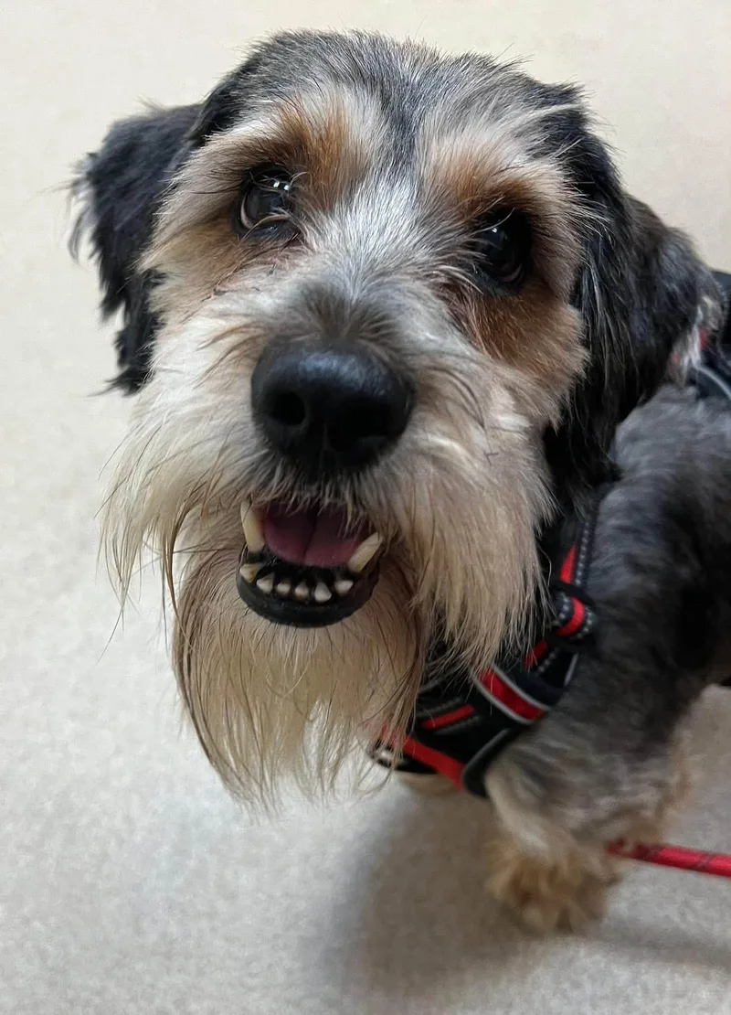 A young small-sized female Terrier dog named Penny Mazi for adoption in Houston, TX