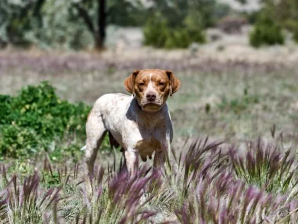 A young medium-sized female Mixed Breed dog named Atalaya for adoption in Santa Fe, NM