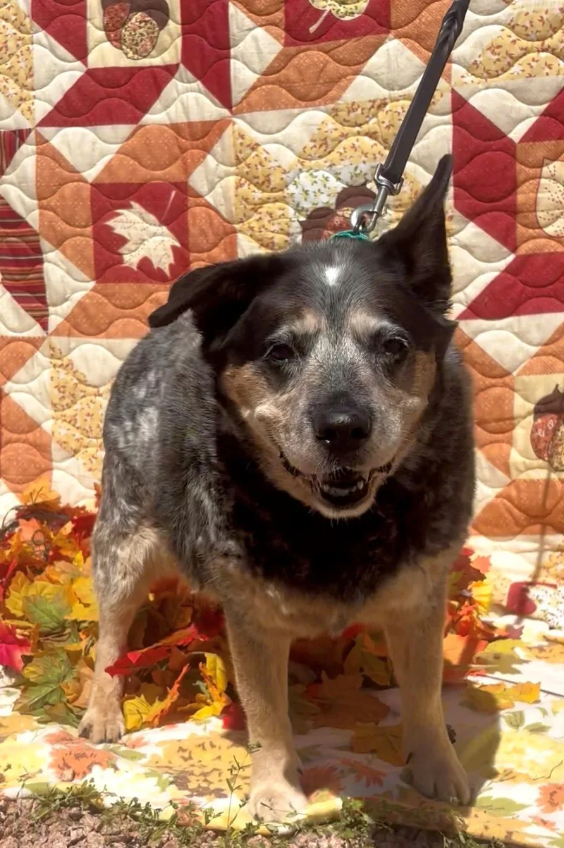 A senior large-sized female Australian Cattle Dog / Blue Heeler dog named Sky for adoption in Payson, AZ