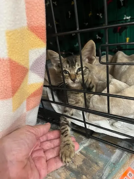 A baby medium-sized male Tabby cat named Buster for adoption in Nacogdoches, TX