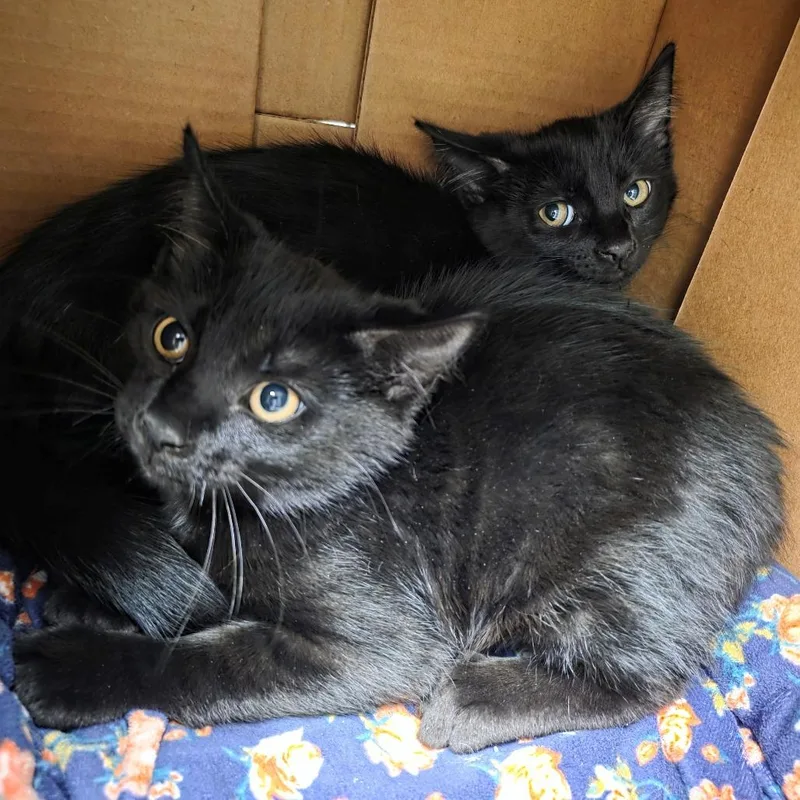 A baby small-sized male Black Domestic Short Hair cat named Blackberry for adoption in Oshkosh, WI