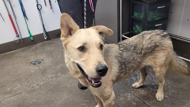 A young large-sized male Australian Cattle Dog / Blue Heeler dog named Chico for adoption in Tucson, AZ
