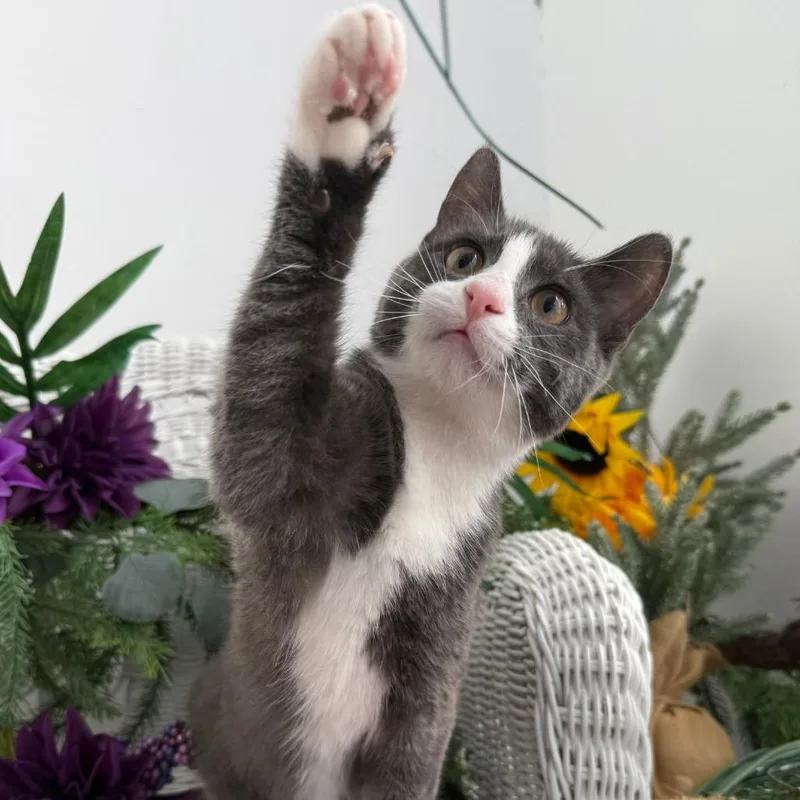 A baby medium-sized male Gray / Blue / Silver Domestic Short Hair cat named Gravy A for adoption in Eaton Rapids, MI