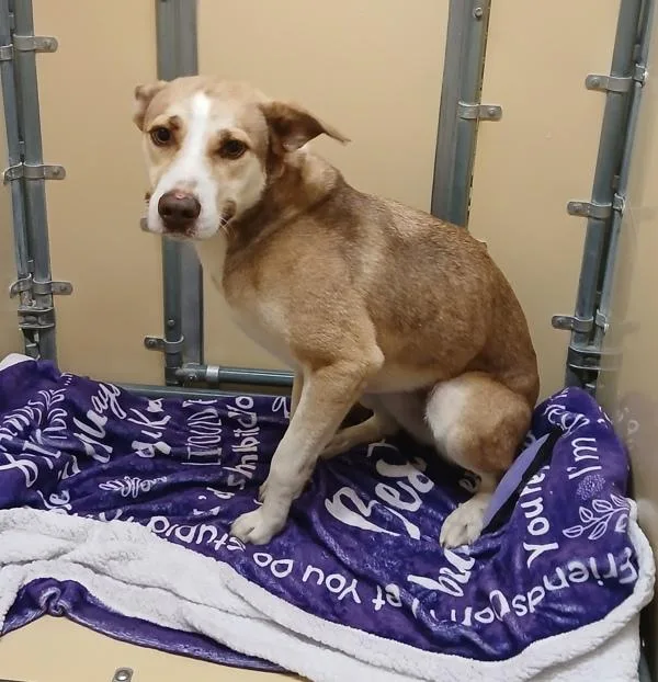 An adult medium-sized female Pit Bull Terrier dog named Khloe for adoption in Sioux City, IA