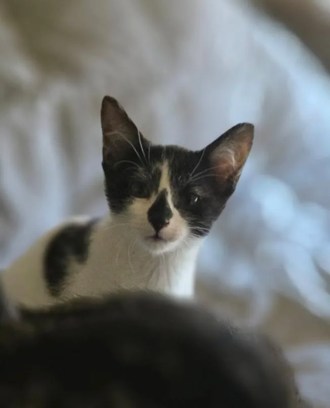 A baby small-sized male Domestic Short Hair cat named Dutton for adoption in Kenosha, WI