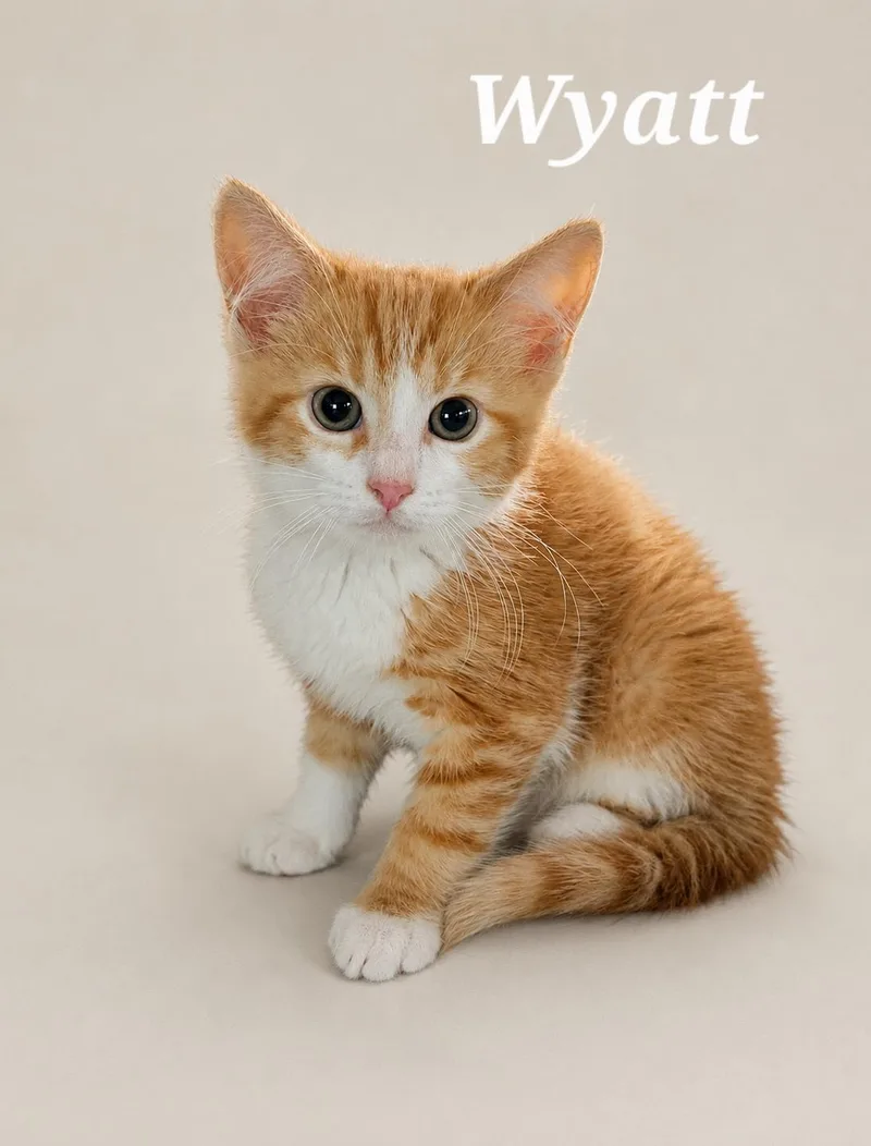 A baby medium-sized male Orange & White Tabby cat named Wyatt for adoption in Monroeville, PA