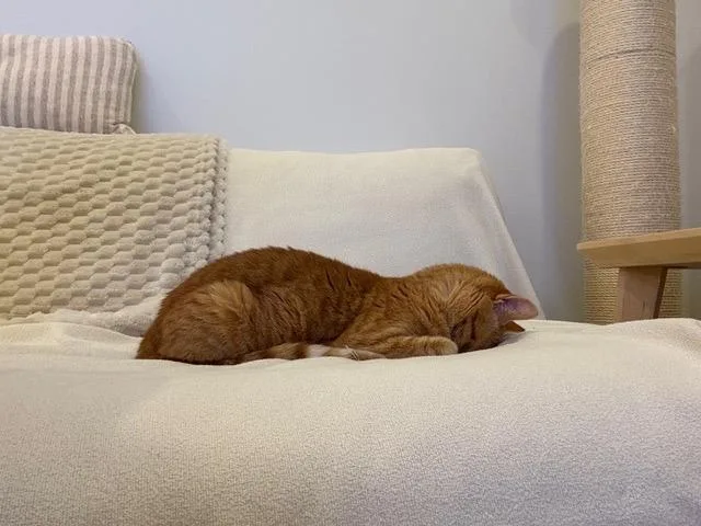 An adult medium-sized female Domestic Short Hair cat named Cloie for adoption in New York, NY