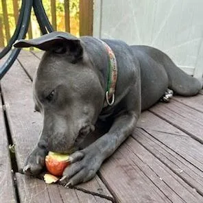 Pippa