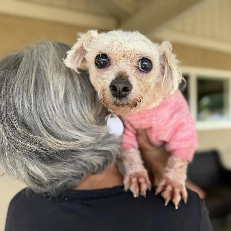 A senior small-sized female White / Cream Poodle dog named Fifi Tippytoes for adoption in Ramona, CA