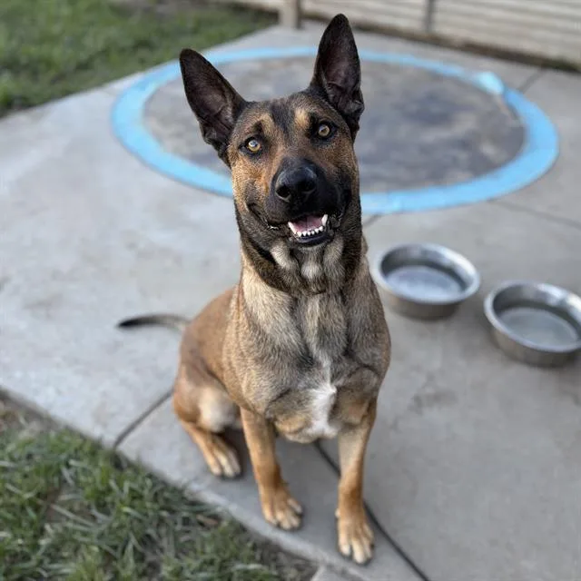 An adult large-sized male German Shepherd Dog dog named Dash for adoption in Modesto, CA