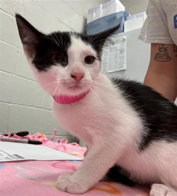 A baby small-sized female Domestic Short Hair cat named Triangle for adoption in Peoria, IL