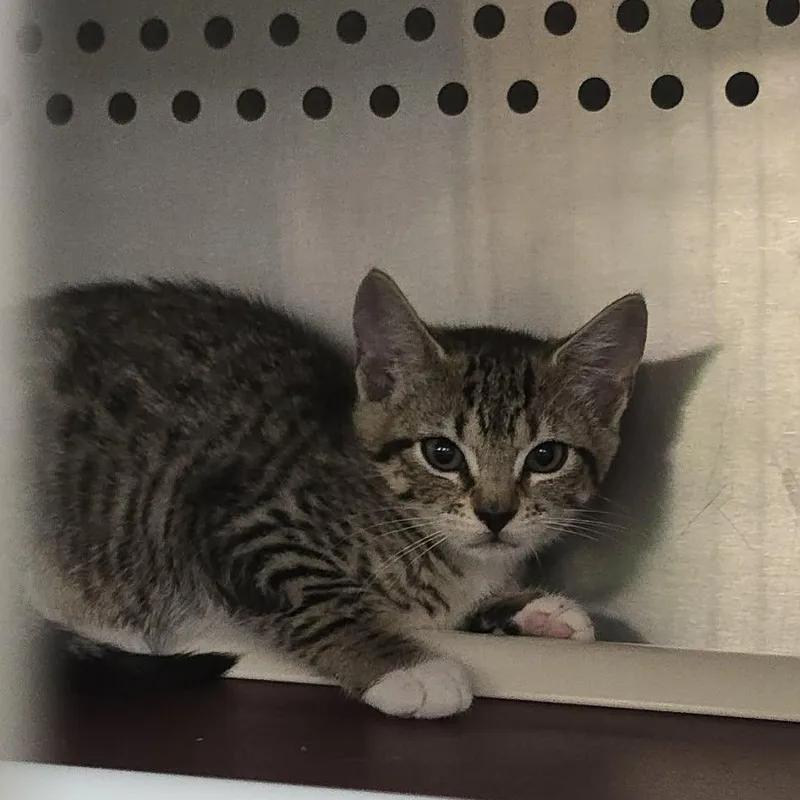 A baby medium-sized female Tabby (Brown / Chocolate) Domestic Short Hair cat named Felicia for adoption in Orange, VA