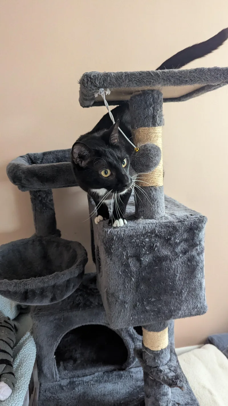 A young medium-sized male Black & White / Tuxedo Domestic Short Hair cat named Vic for adoption in Weehawken, NJ