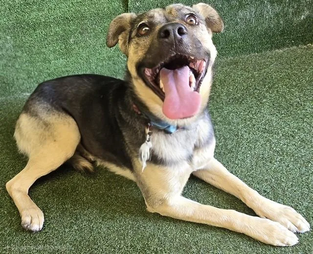An adult large-sized female German Shepherd Dog dog named Tasha for adoption in Lancaster, CA